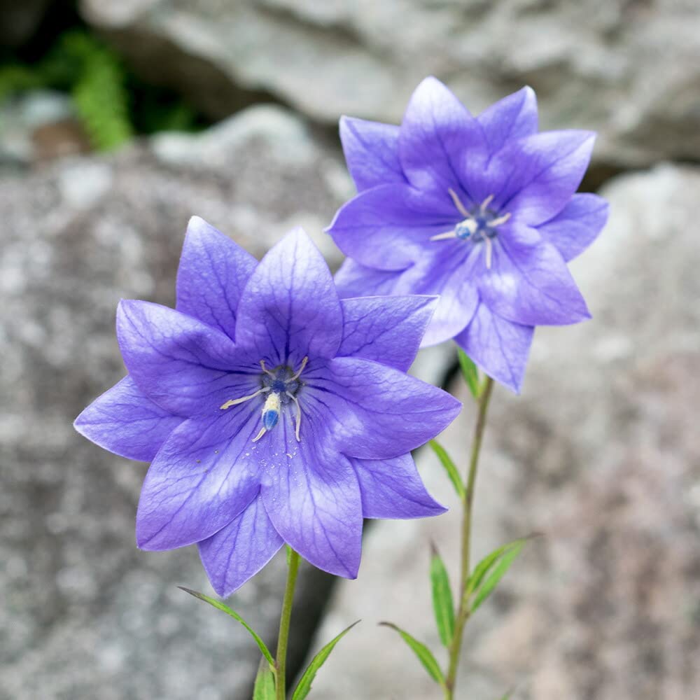 Amazon.co.jp: 【花終わり】桔梗 キキョウ 【 紫 八重咲き 】むらさき